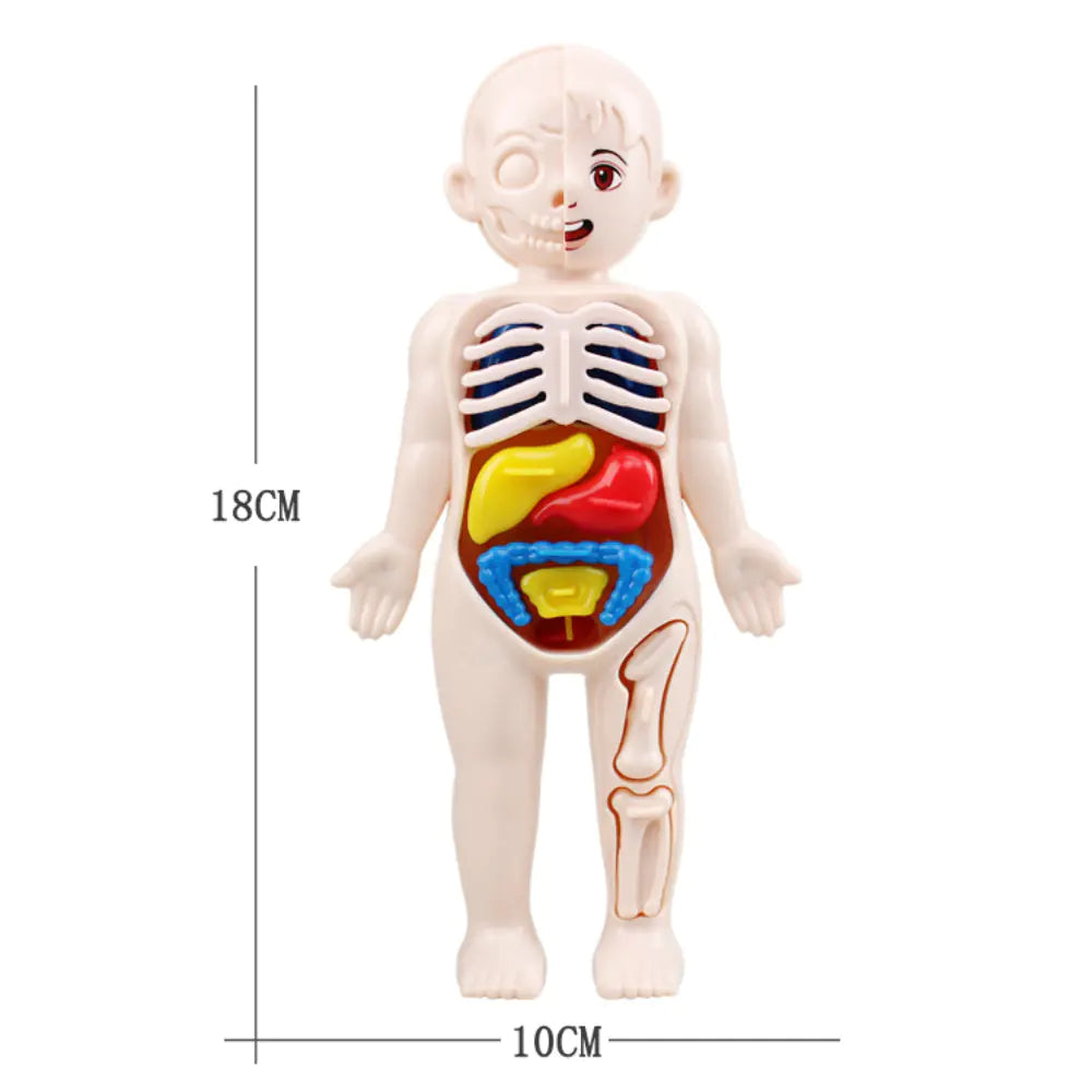 14 Pcs Children DIY Human Organ Model Educational Toy