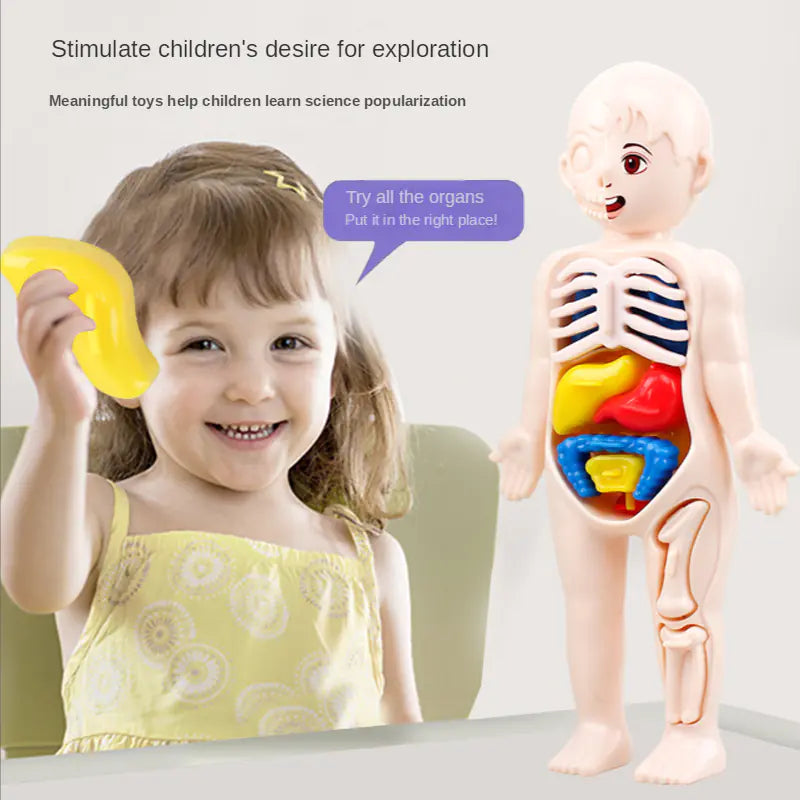 14 Pcs Children DIY Human Organ Model Educational Toy